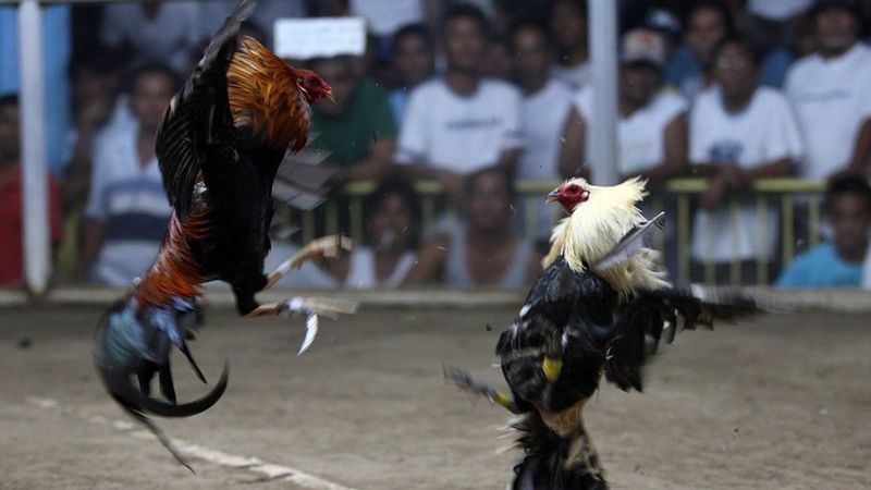 Police Officer raiding illegal cockfight gets killed by rooster