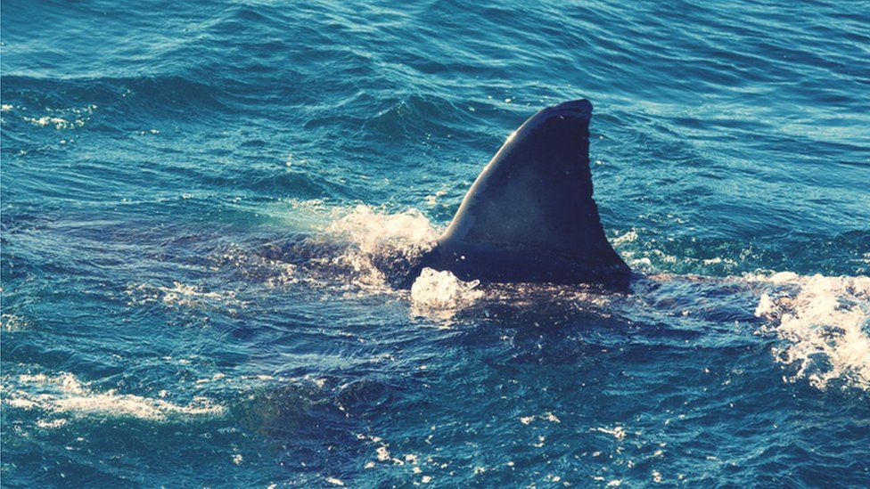 New Zealand woman dies in rare suspected shark attack