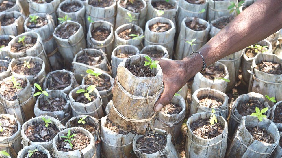 Scientists address myths over tree planting