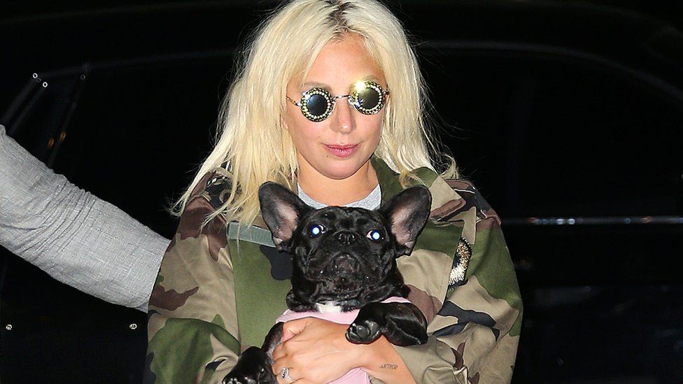Lady Gaga’s dogs found safe after armed robbery
