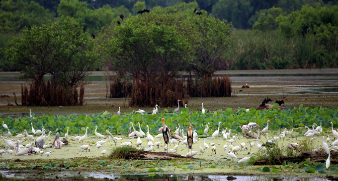 Cabinet approval to conserve Muthurajawela Cabinet approval to conserve Muthurajawela