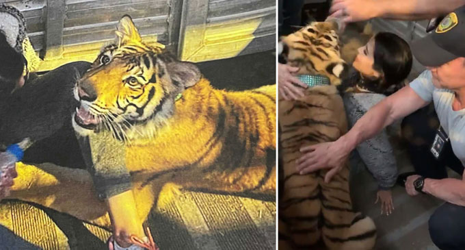 Missing Houston tiger handed into Police