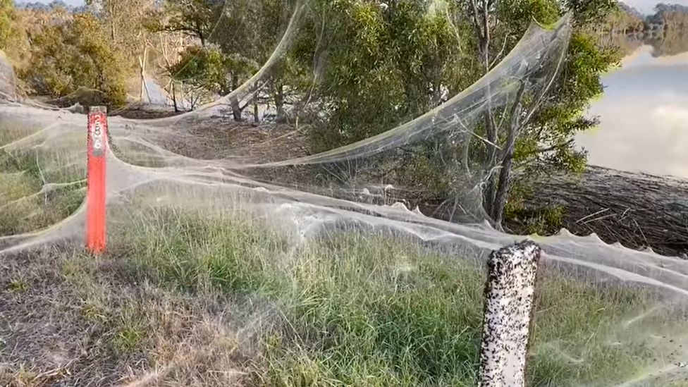 Spider webs blanket Australian landscape after floods