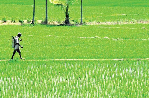 Sri Lanka included in research project on chemical fertilizer use