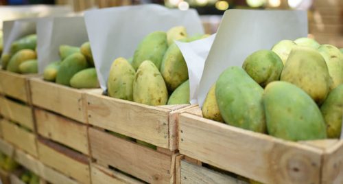 Pakistan’s Foreign Ministry rejects reports of dispatching mangoes