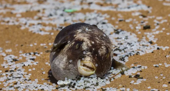 Court informed of marine animals killed in MV X-Press Pearl disaster Court informed of marine animals killed in MV X-Press Pearl disaster