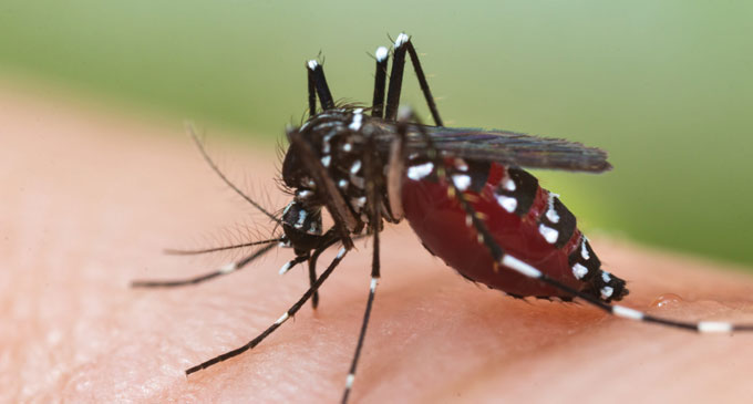 Three strains of Dengue virus spreading across Sri Lanka