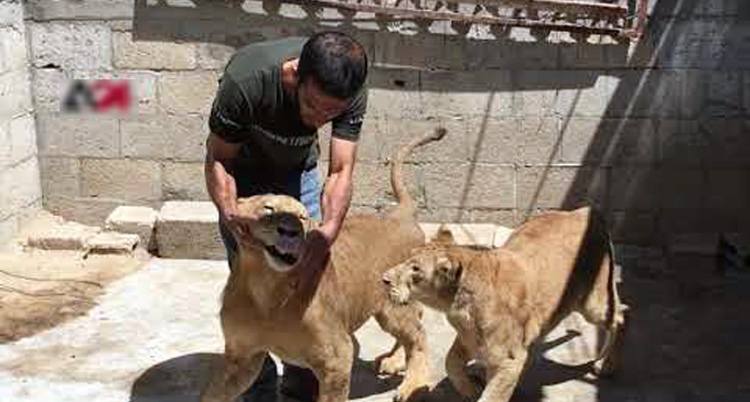 Lion breeder in Gaza abandoned his passion due to hardships [VIDEO]
