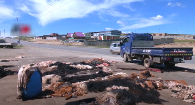 Tanneries and raw materials waste pollute the environment in Mongolia [VIDEO]