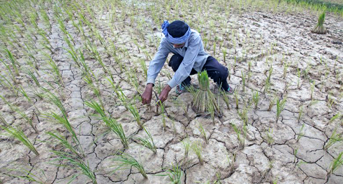 Drought weighs heavily on rice farmers in Siem Reap [VIDEO]