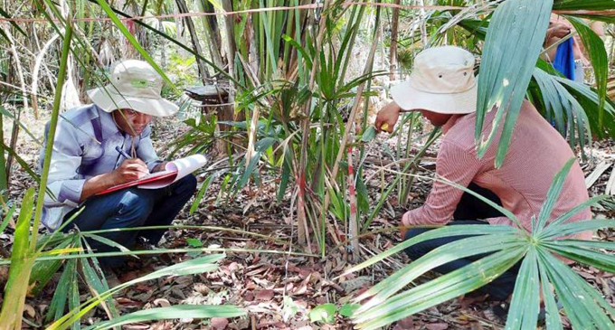 Talipot palm trees are a good source of money for villagers in Cambodia [VIDEO]