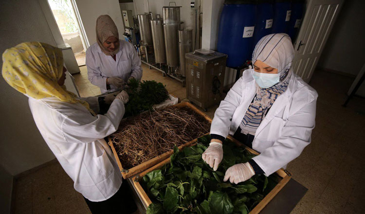 Gaza women produce natural herbs cosmetics