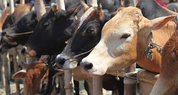 Cabinet approves to draft bill to amend laws to ban cattle slaughter