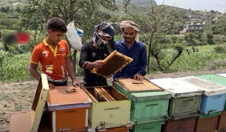 Vagaries of war caused production of honey to cease in Yemen