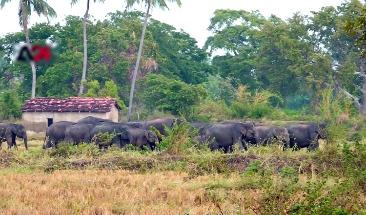 Wild elephants demolish houses in Polonnaruwa in search of food