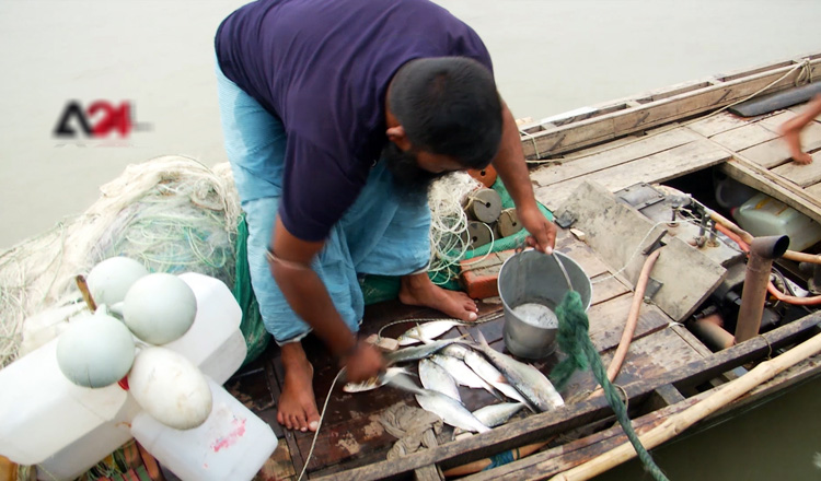Hilsa fish, national treasure and symbol of Bangladesh