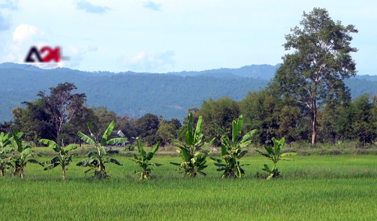 Thai Govt. pays compensation for farmers affected by low price of rice