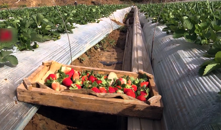 With onset of strawberry season, farmers demand opening borders for exports in Gaza