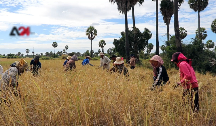 Frustration hits farmers in Cambodia due to dry crops