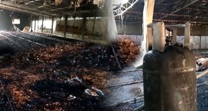 Chicken farm goes up in flames following gas leak