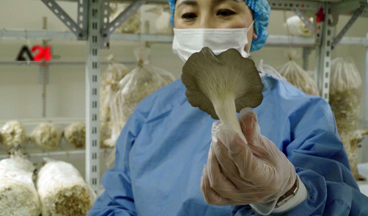 Medicinal mushrooms grown on sea buckthorn waste in Mongolia