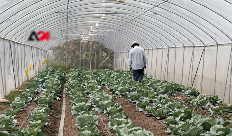 People of Takeo resort to AIMS’ Modern Net Farming to enhance their livelihood