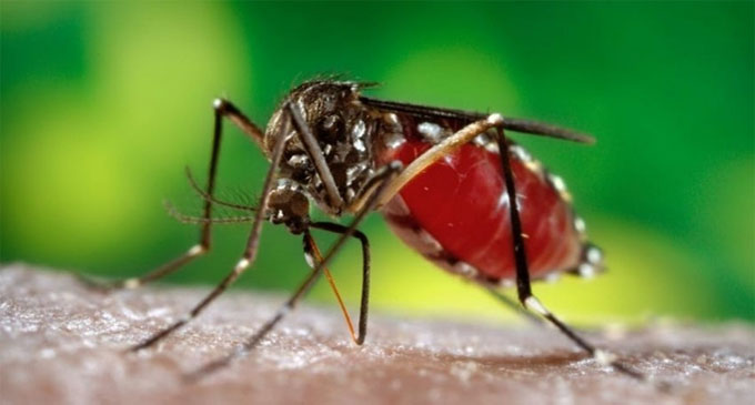 The number of dengue cases has tripled
