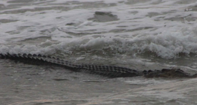 58-year-old man killed by croc