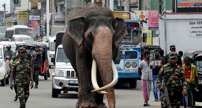 Ceremonial tusker ‘Nadungamuwa Raja’ dies