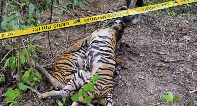 Three critically endangered Sumatran tigers killed in Indonesia