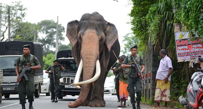 ‘Nedungamuwa Raja’ tusker declared as a national heritage