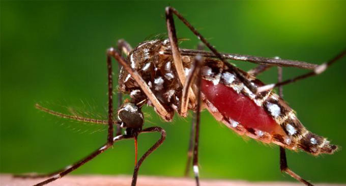 Number of Dengue cases increase