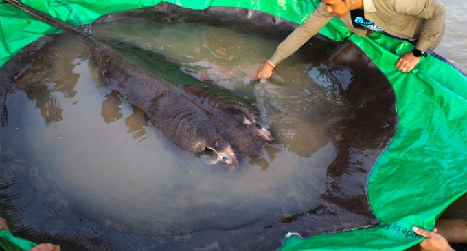 World’s largest freshwater fish caught in Cambodia