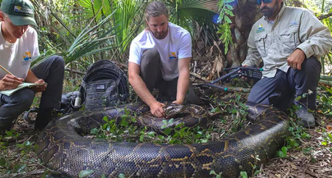 Florida nabs largest python ever found in state