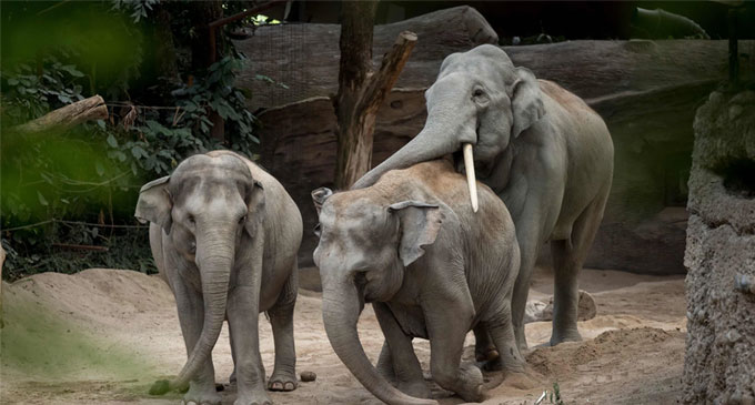 Deadly virus kills 3 Asian elephants in Zurich Zoo