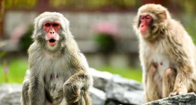 Marauding monkey caught, killed after dozens injured in Japan