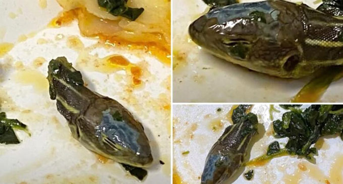 Flight attendant finds severed snake head in airline meal