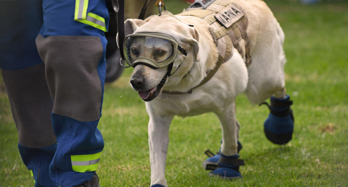 Dogs trained to respond to natural disasters in Mexico