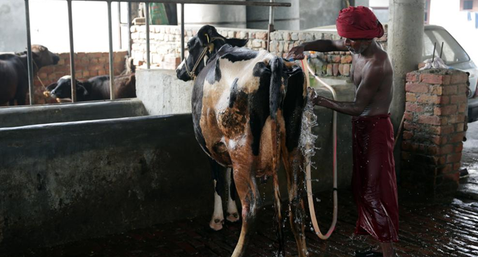 Spread of lumpy skin disease among cattle continues in India, reaches Delhi