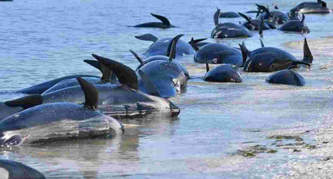 Pod of 230 Pilot Whales Found Stranded on Australian Harbor