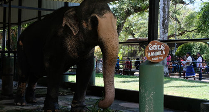 “Bandula” dies in Dehiwala zoo